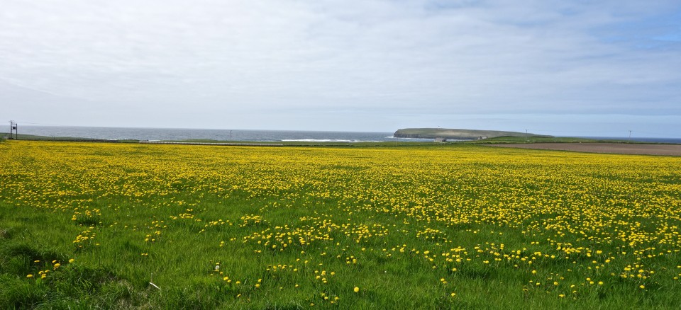 DSC00934